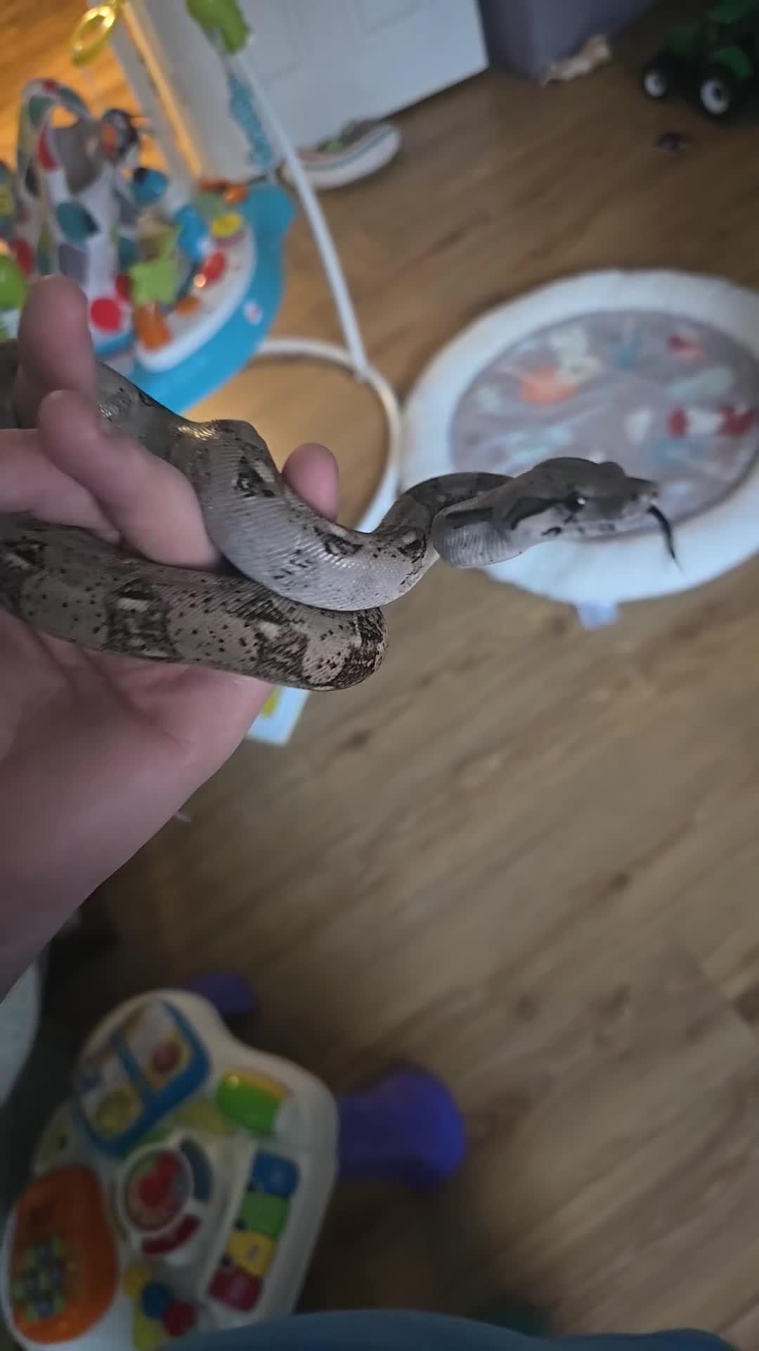 Boa Snake reptiles for sale: Dwarf boa snake  in Saltburn-by-the-Sea - Video 1
