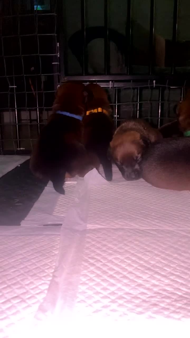 Mixed Breed dogs for sale: 🐾 Rottweiler x Belgian Malinois Puppies  - Video 3