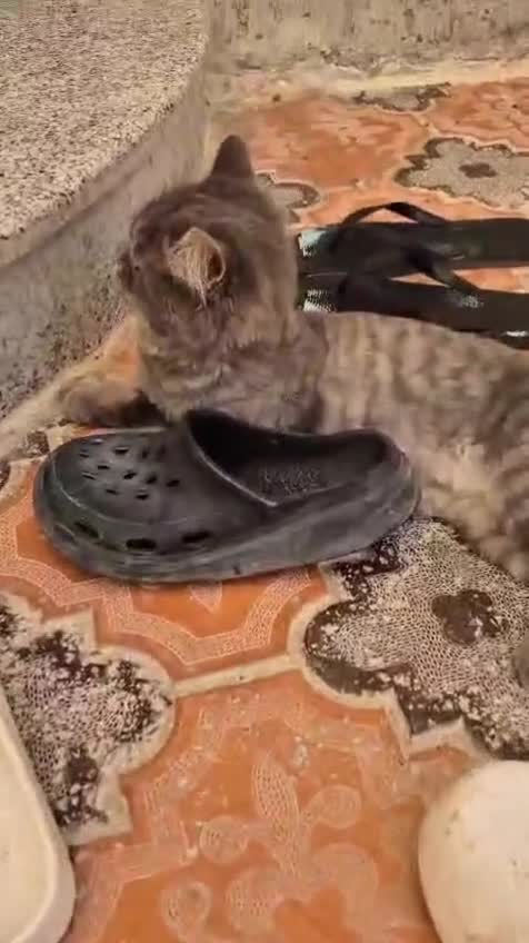 Domestic Shorthair cats for adoption: Bodiccea - Video 1