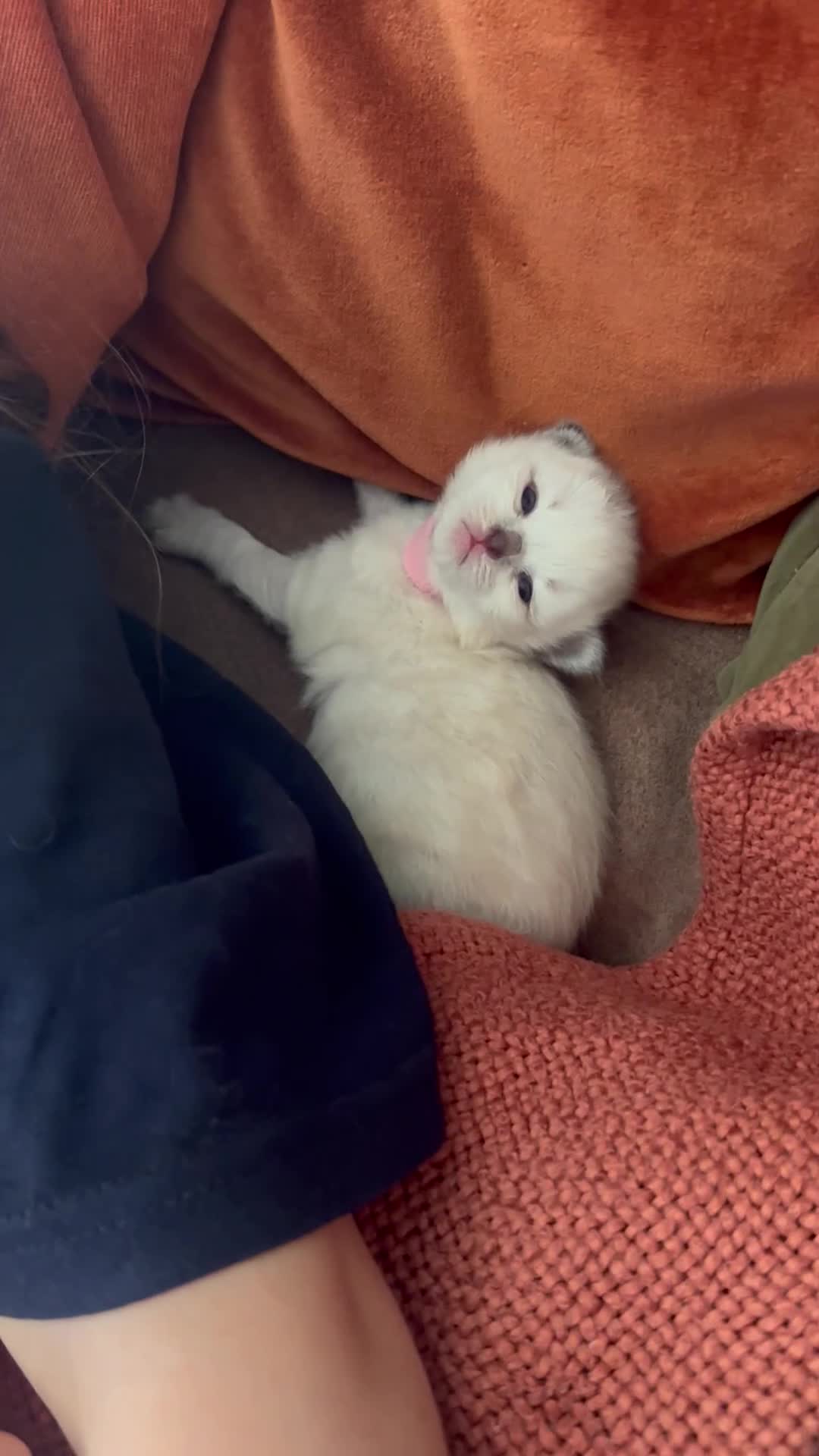 Siberian cats for sale: Full Siberian Litter. Quick sales before holiday - Video 1