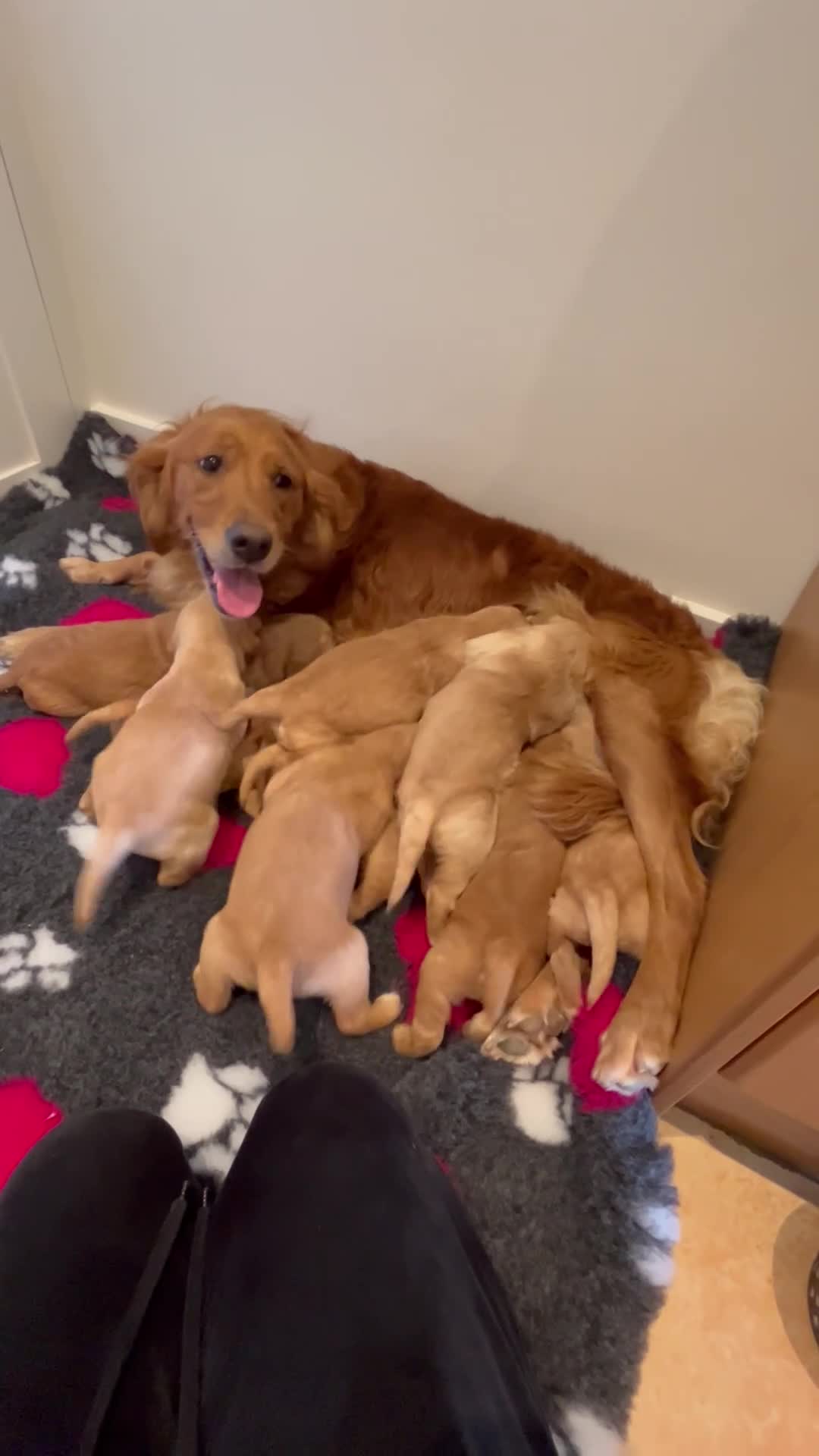 Golden Retriever dogs for sale: Beautiful kc reg golden retriever puppies  - Video 1