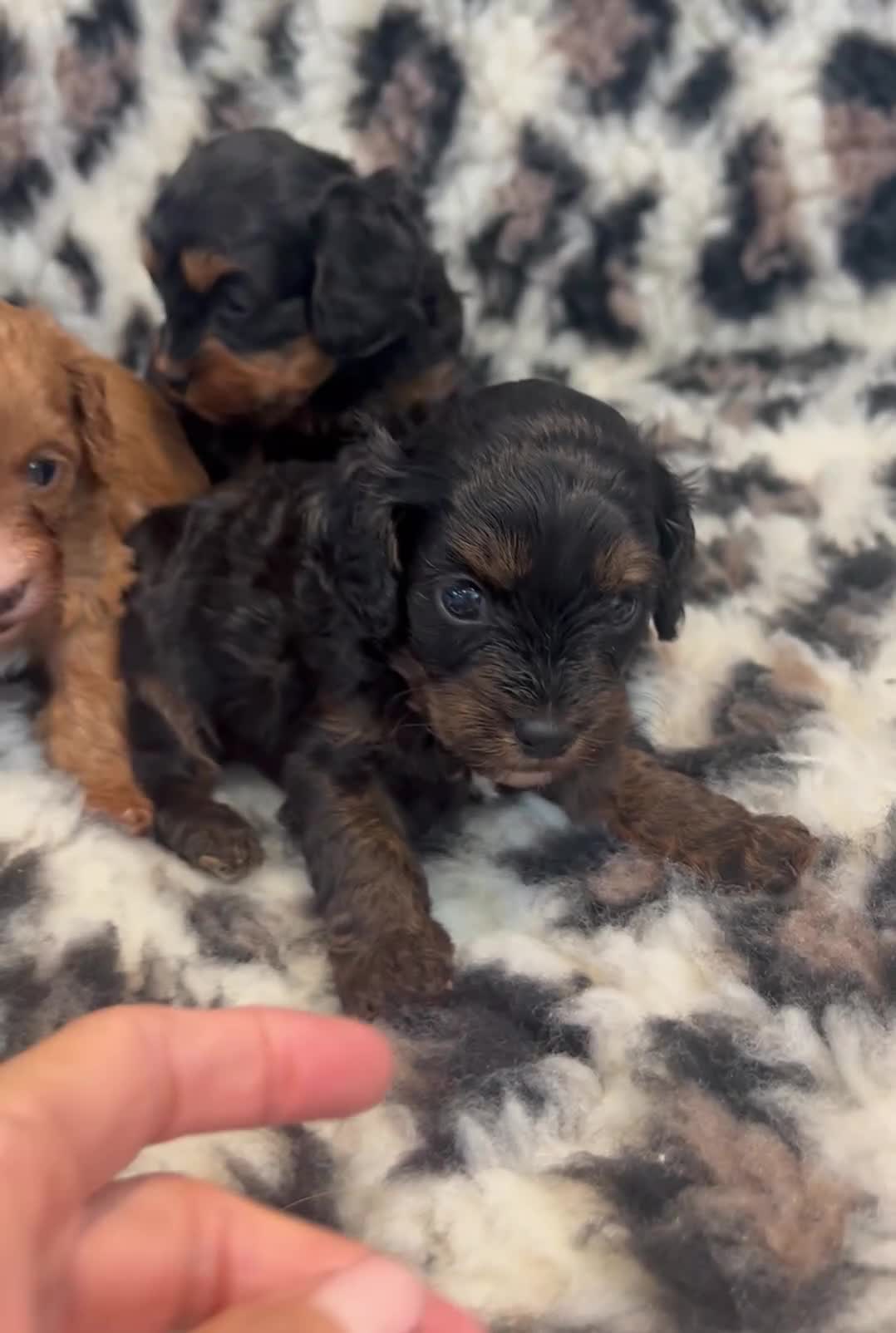 Cavapoo dogs for sale: F1 TOY CAVAPOO BOYS MY LITTLE PRINCESS  - Video 1
