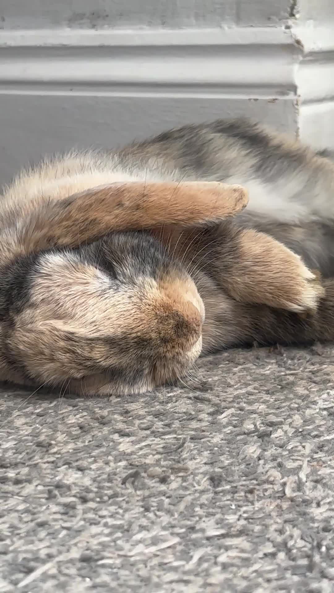 Mini Lop rabbits for sale: Mini lop rabbit  in Westcliff-on-Sea - Video 1