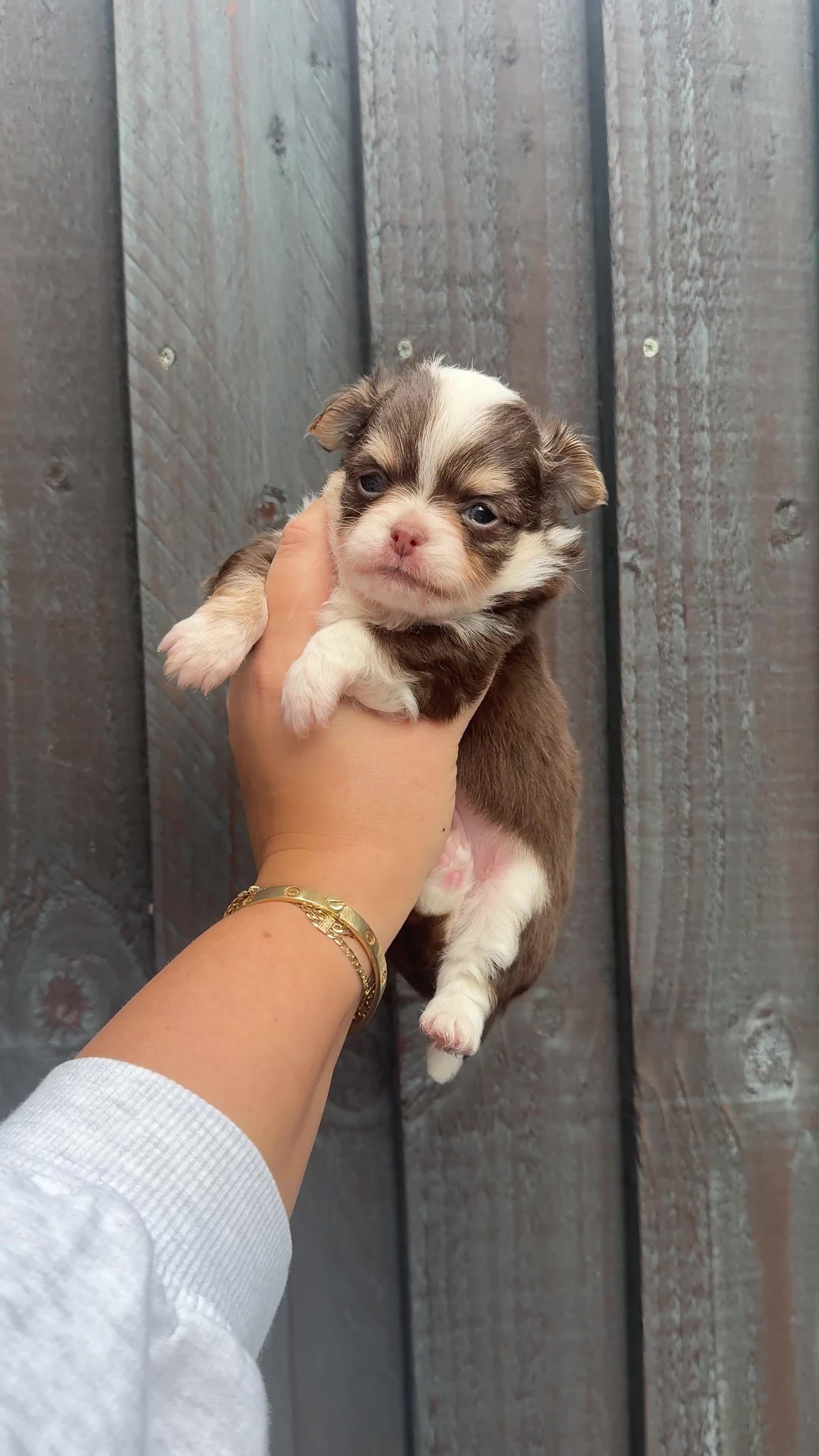 Chihuahua dogs for sale: READY 24th 🤎 Outstanding Chocolate Puppies 🧸🐻🤎 - Video 2