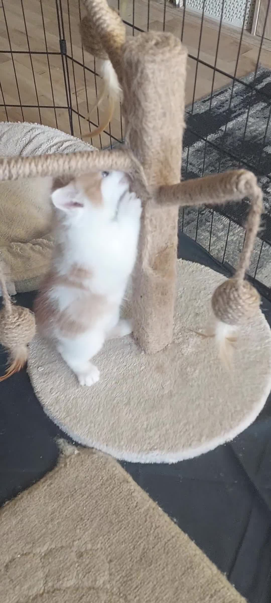 Mixed Breed cats for sale: Very fluffy ginger male - Video 2