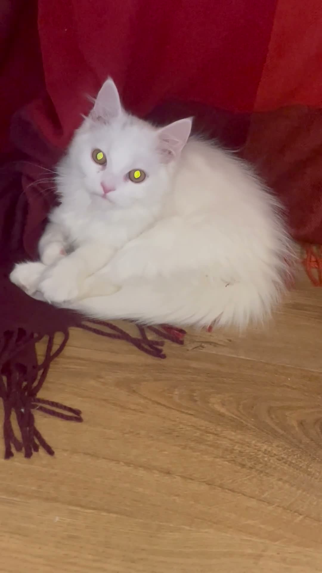Mixed Breed cats for sale:  Persian kittens for sale  - Video 2
