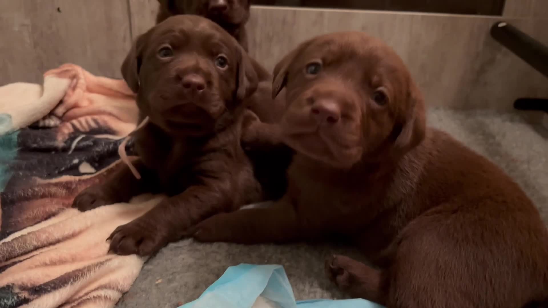Labrador Retriever dogs for sale: Chocolate and Black Labrador Puppies - Video 1