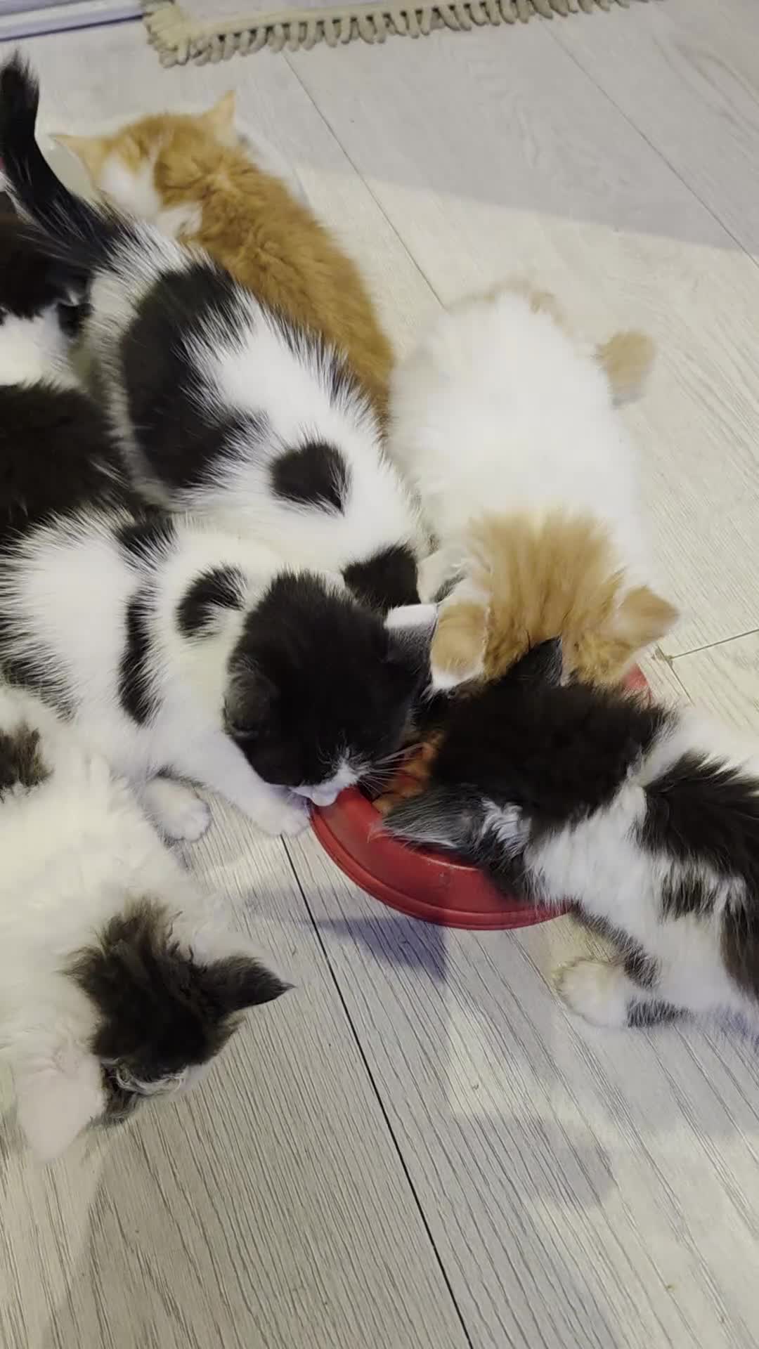 Mixed Breed cats for sale: Beautiful Calico Kittens - Video 1