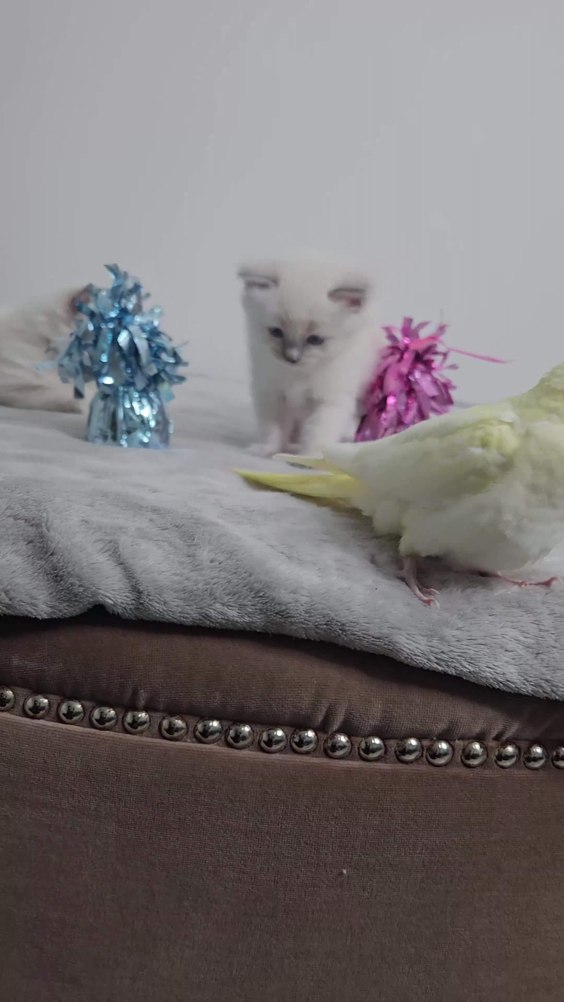 Ragdoll cats for sale: Purebred Blue Point Ragdoll Kittens 🩷💙 - Video 1