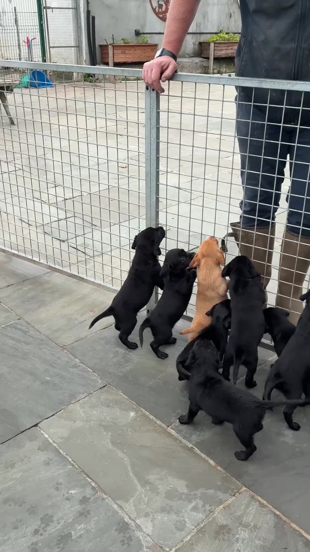 Labrador Retriever dogs for sale: Five Star Council Registered Breeder litter - Video 2