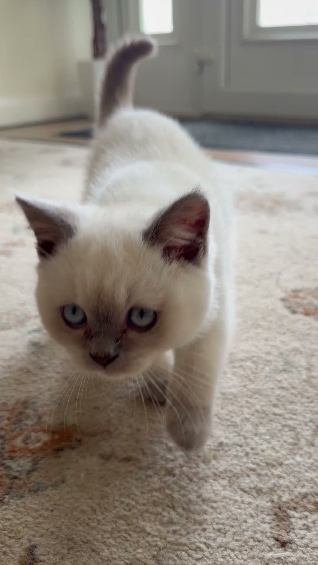 British Shorthair cats for sale: READY TO GO Pure bred British shorthair kittens - Video 2