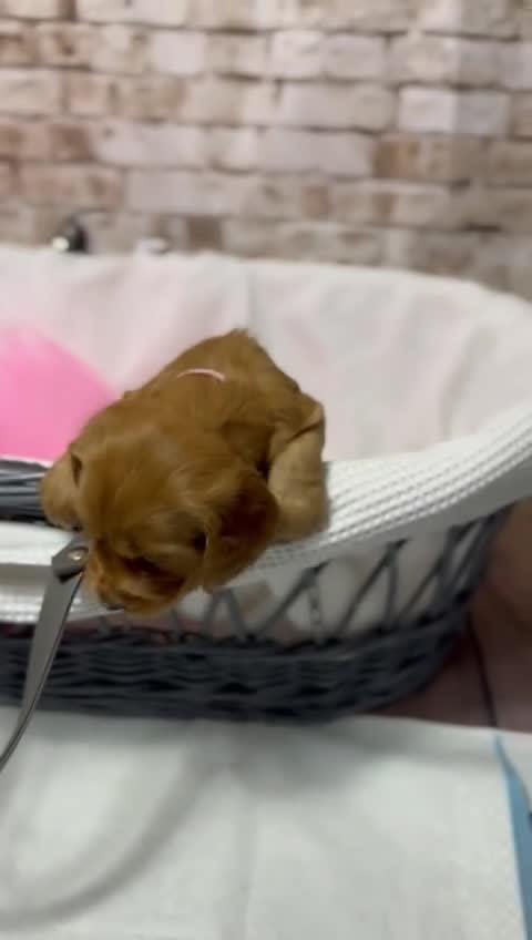 Cocker Spaniel dogs for sale: Cocker Spaniel puppies - Video 5