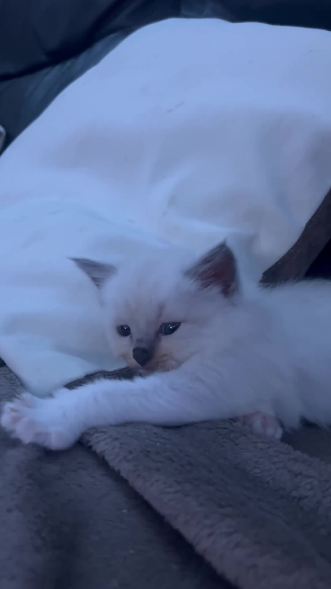 Ragdoll cats for sale: Beautiful pure ragdoll kittens  - Video 2