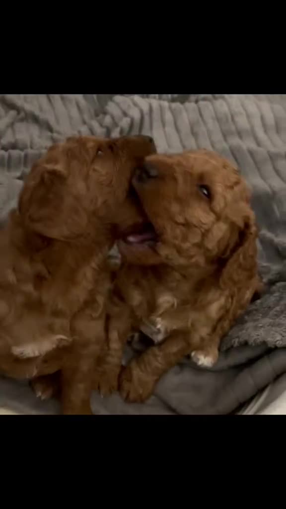 Mixed Breed dogs for sale: Out standing Labradoodle from a loving home  - Video 1