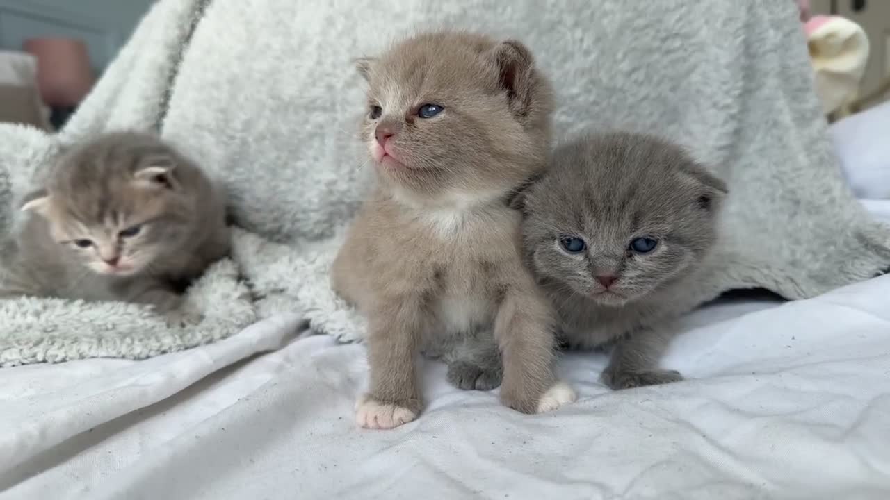 Scottish Fold cats for sale: Scottish Fold Kittens - Video 1