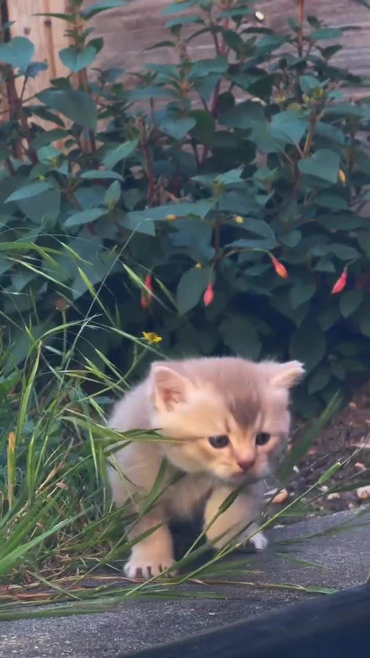 British Shorthair cats for sale:     Beautiful British Shorthair / Longhair Kittens - Video 2