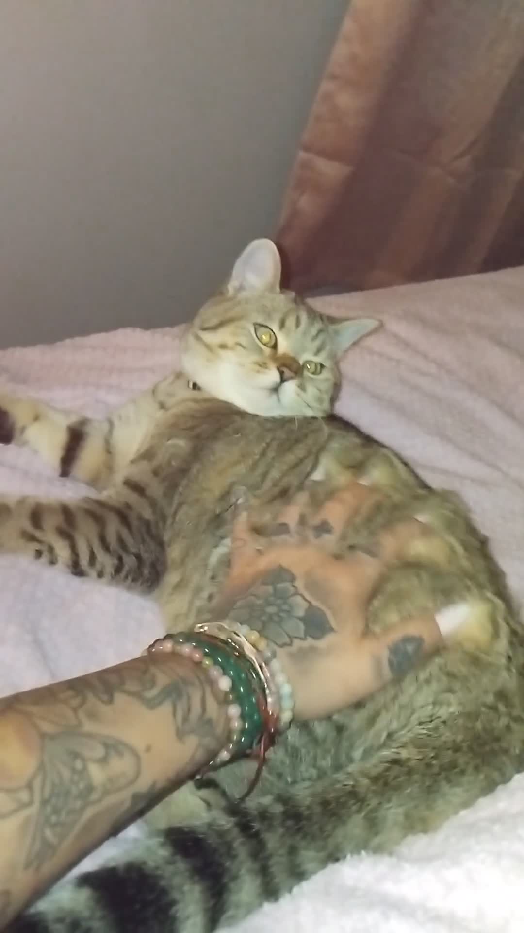 British Shorthair cats for sale: Tiger- Golden spotted tabby  - Video 1