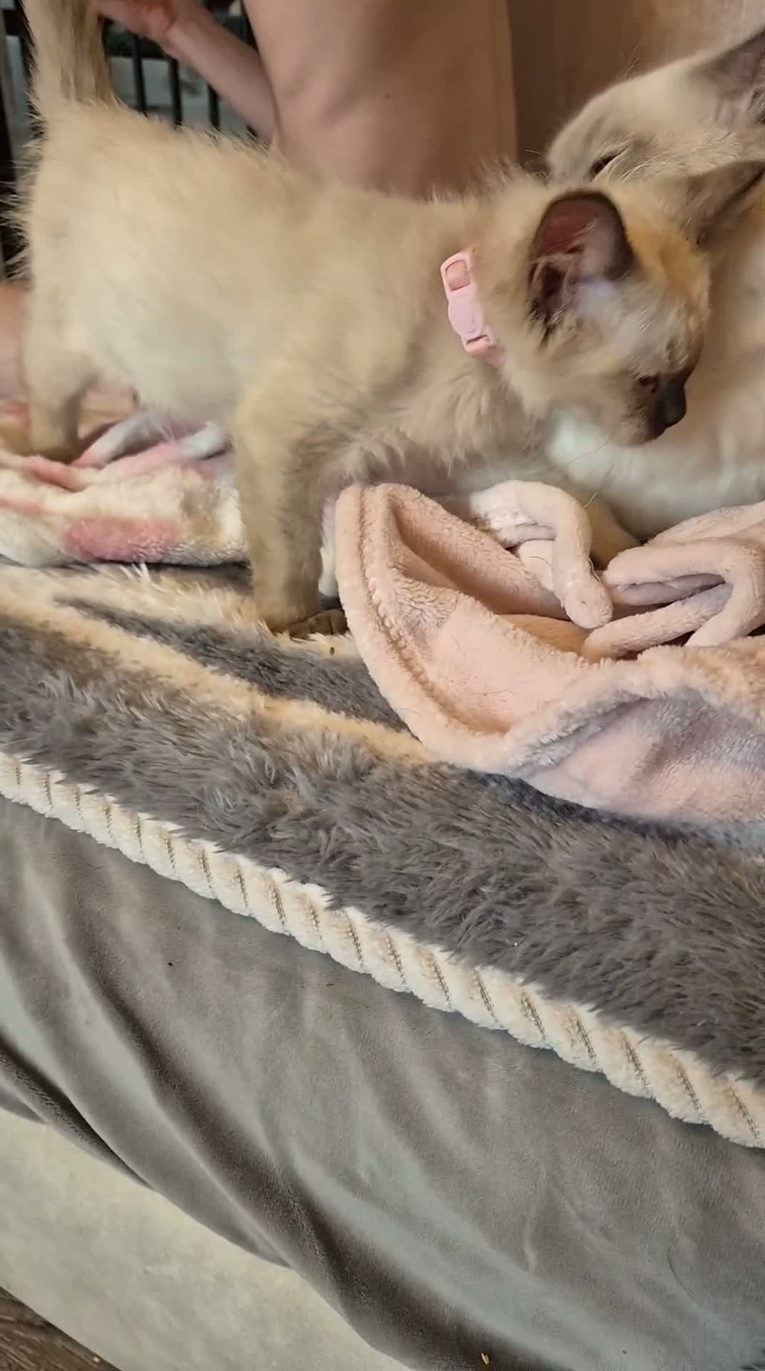 Ragdoll cats for sale: Pretty chocolate mink Ragdoll - Video 1