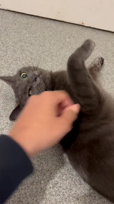 Mixed Breed cats for sale: Ragdoll x Russian blue female  - Video 1