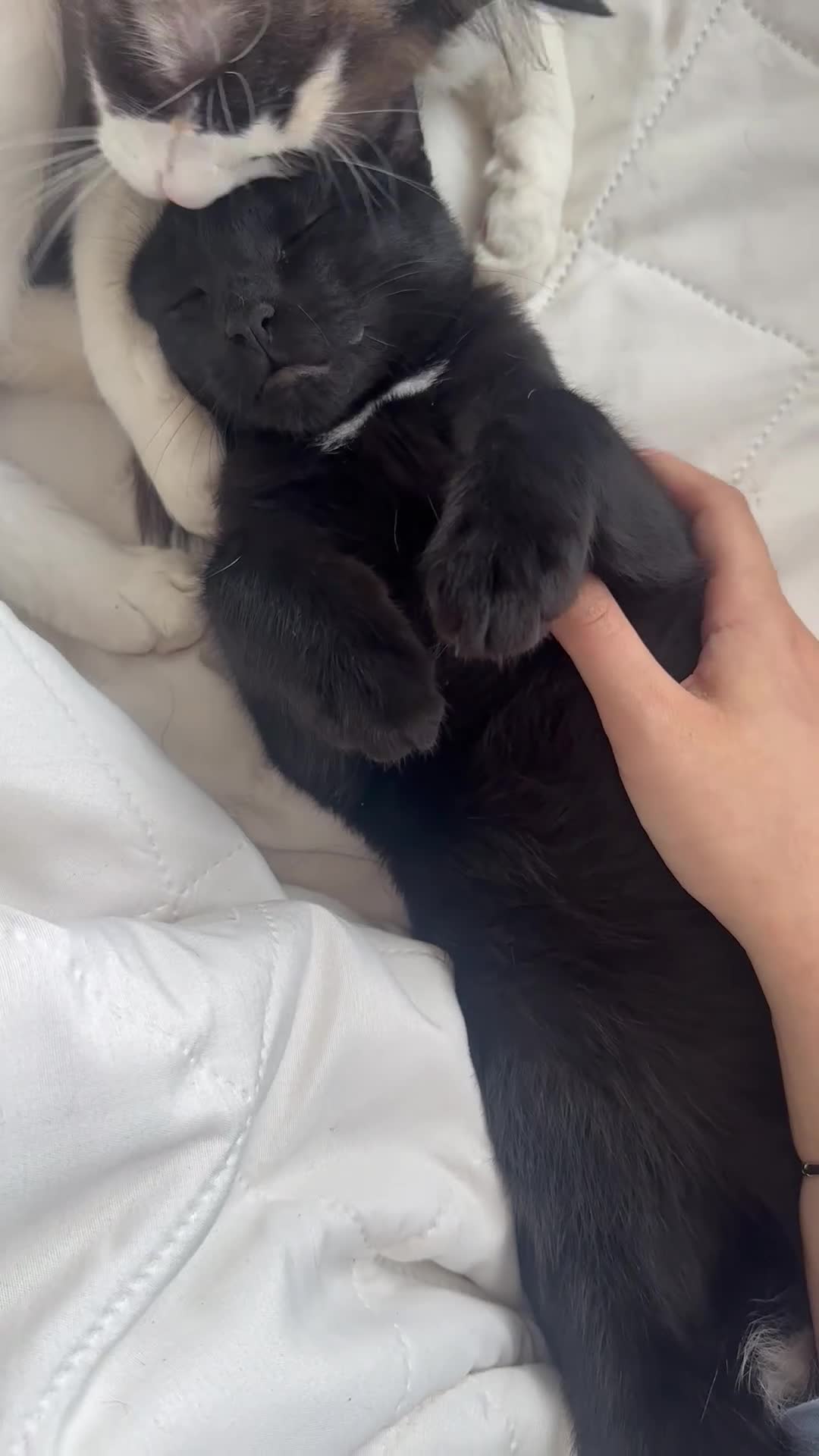 Mixed Breed cats for sale: Black Kitten Ragdoll x British Longhair Mix - Video 1
