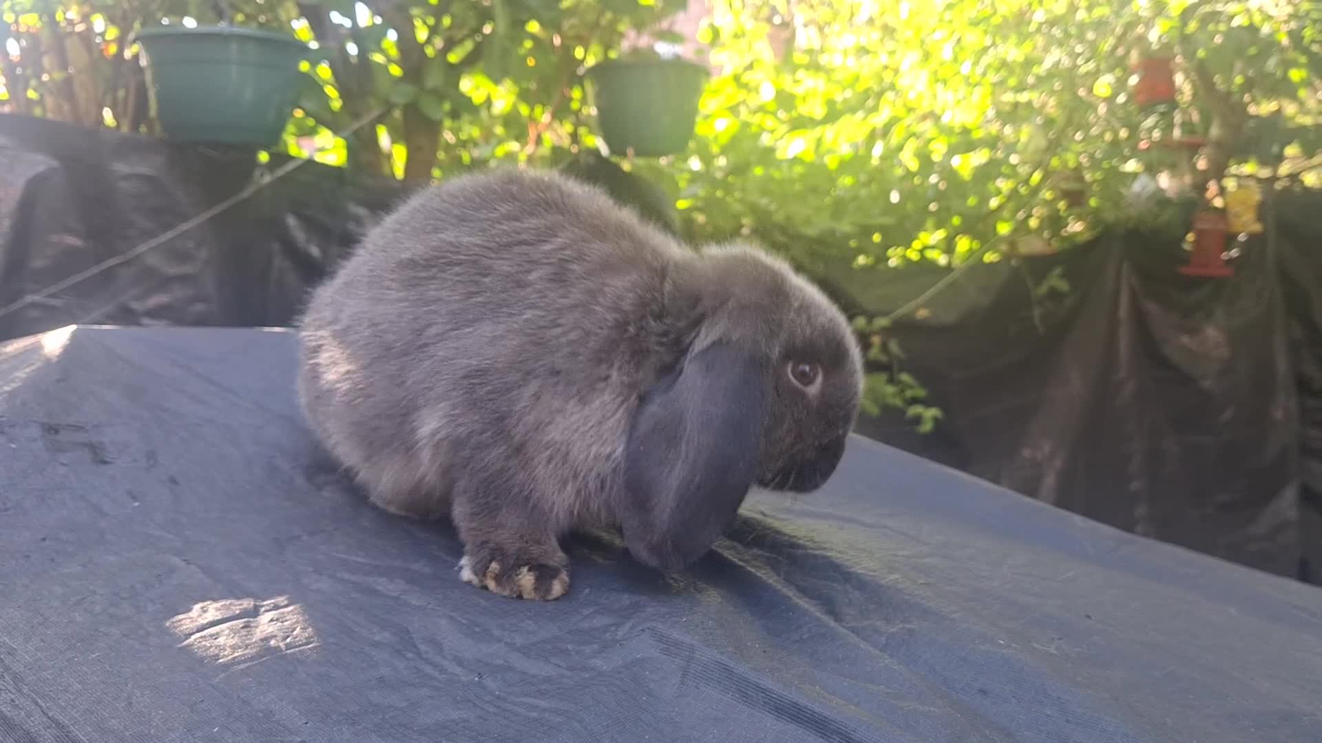 Mini Lop rabbits for sale: Beautiful purebred mini lop eared kits  - Video 2