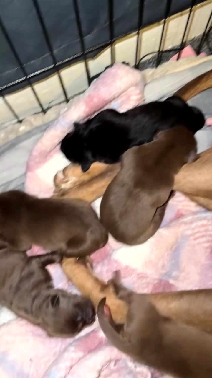 Mixed Breed dogs for sale: American bulldog cross Labrador  - Video 3