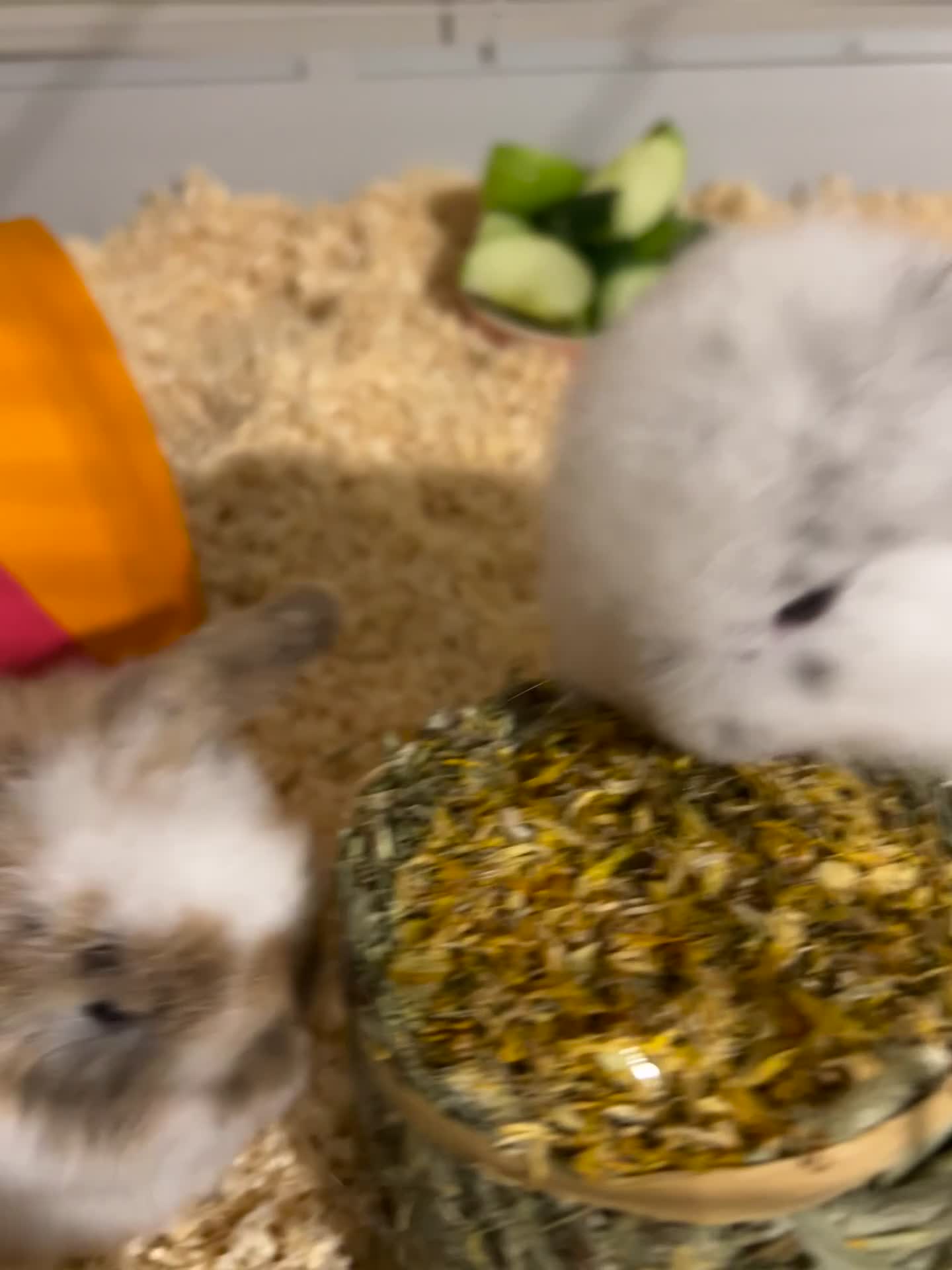 Mini Lop rabbits for sale: Mini lops for sale! Ready 5th January  - Video 1