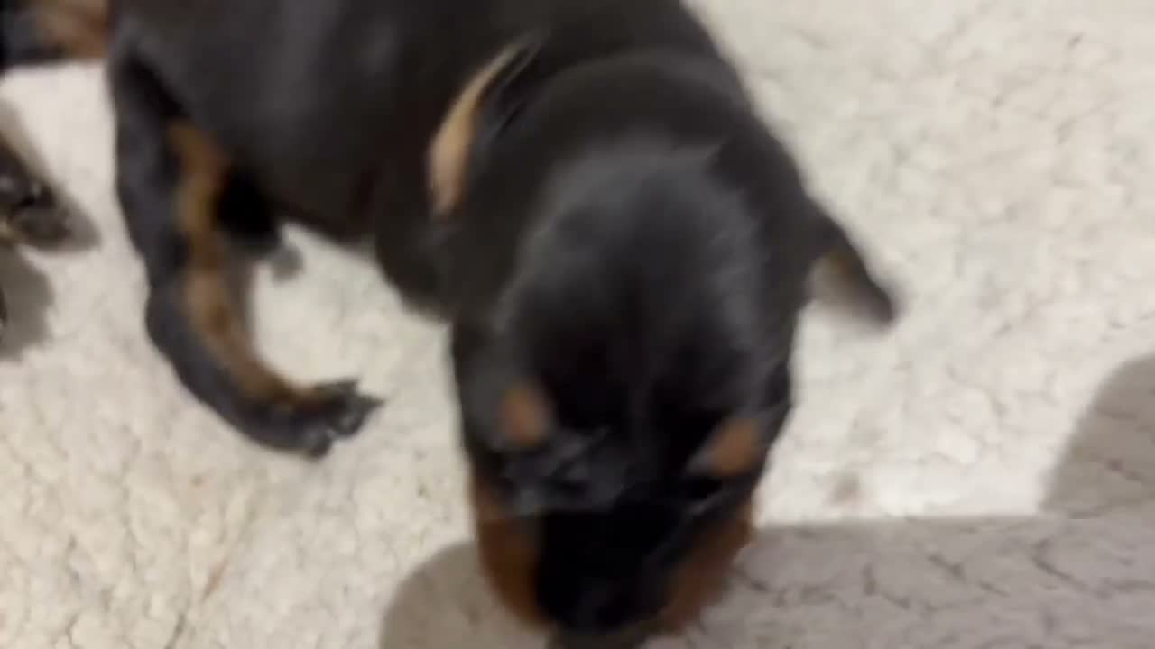 Dobermann dogs for sale: KC Dobermans  - Video 2