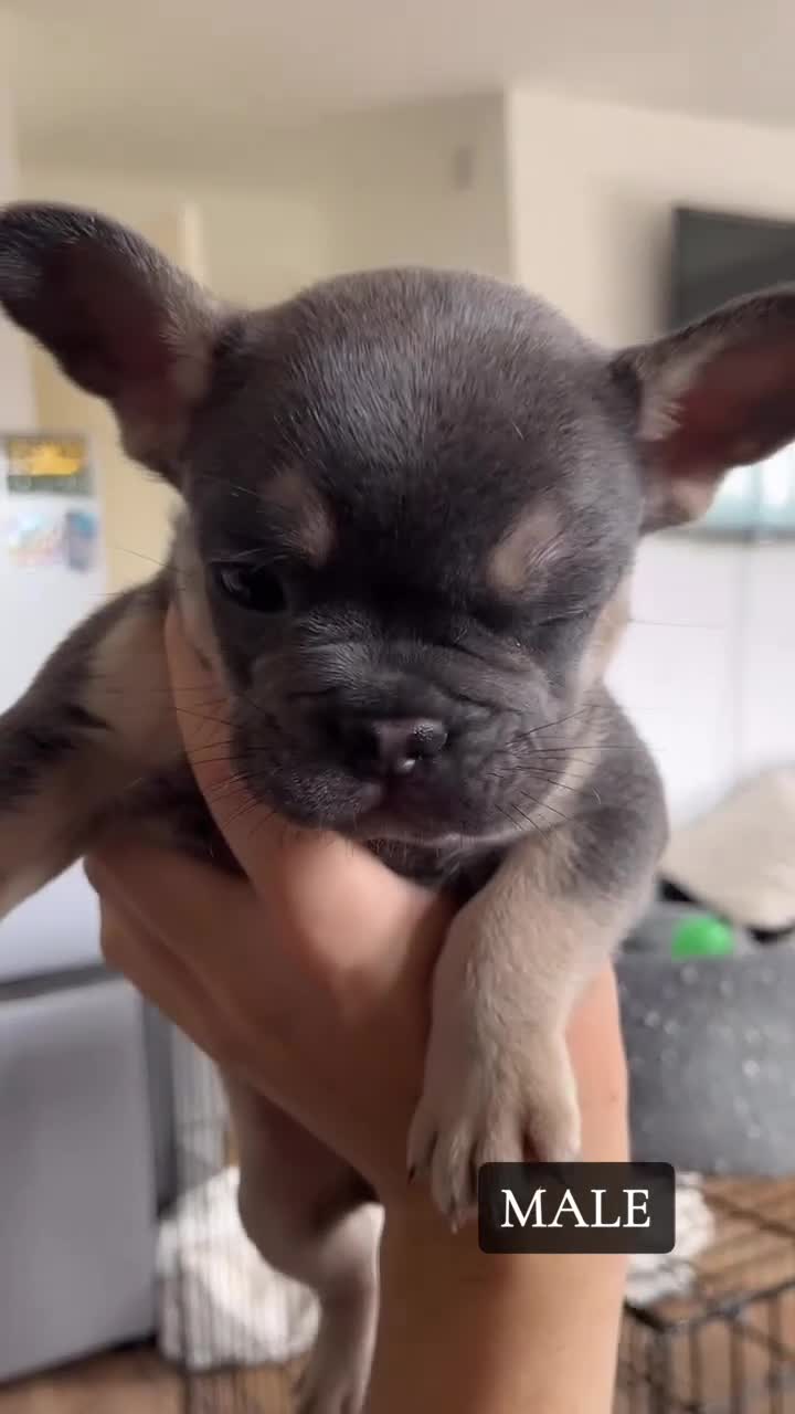 French Bulldog dogs for sale: French Bulldog Puppies Pedigree Stunning Colours⭐️ - Video 2