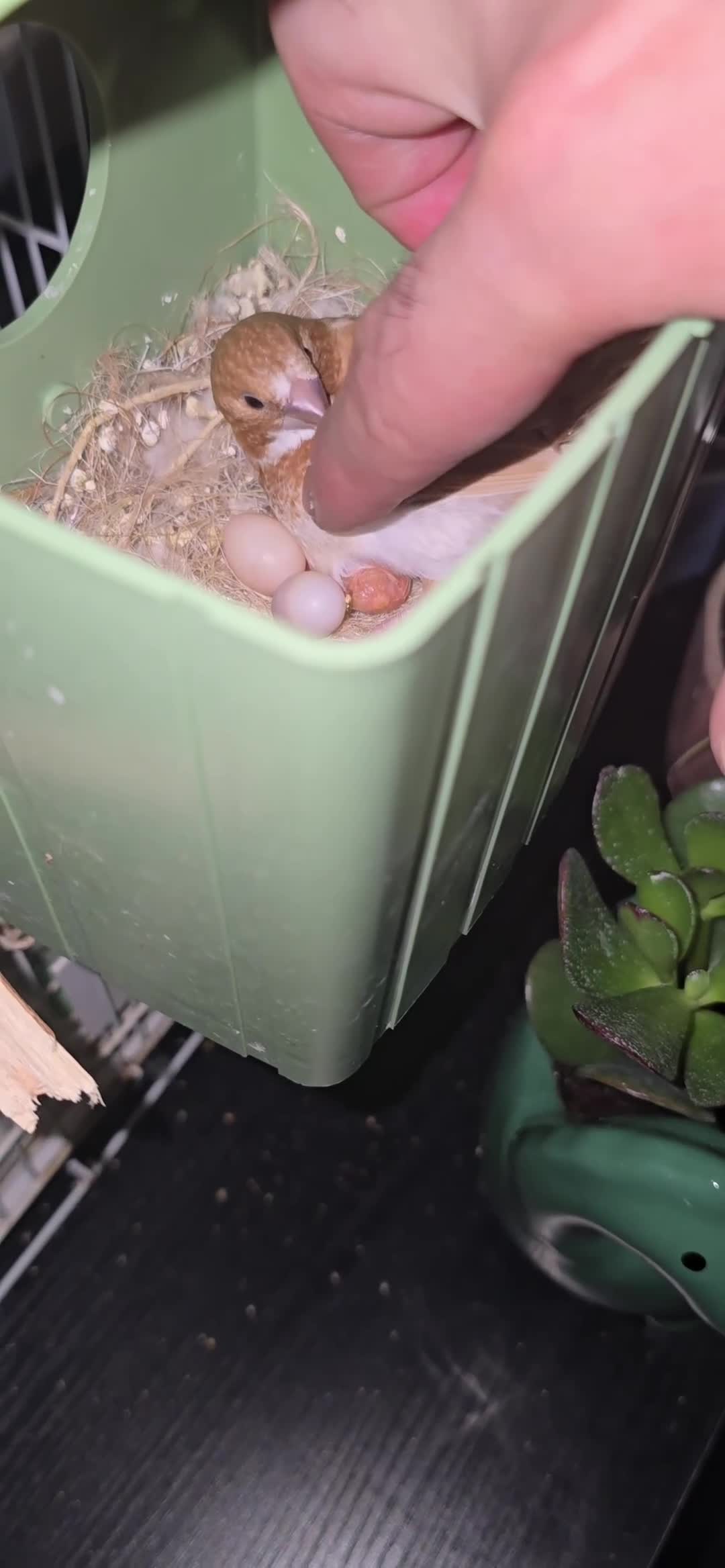 Finches birds for sale: Bengalese finches  - Video 3
