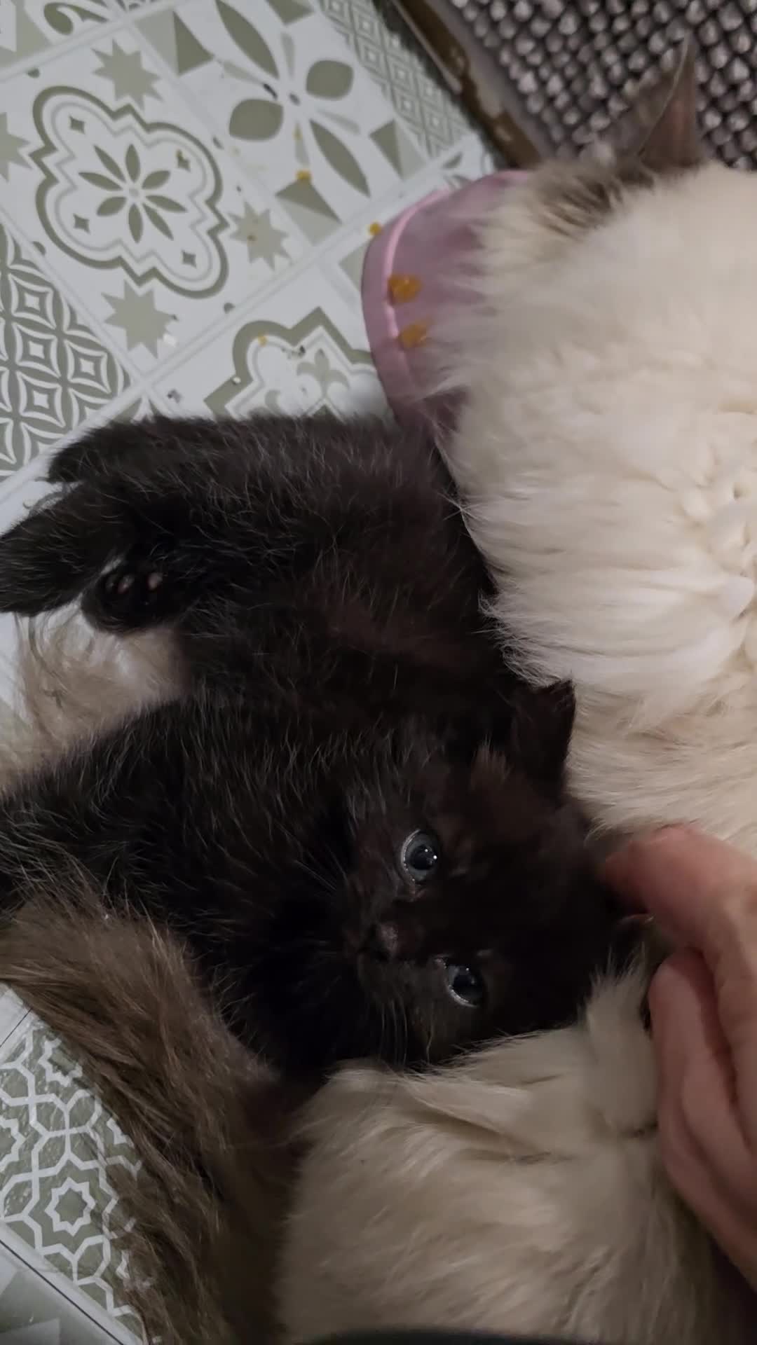 Ragdoll cats for sale: Gorgeous half ragdolls - Video 4