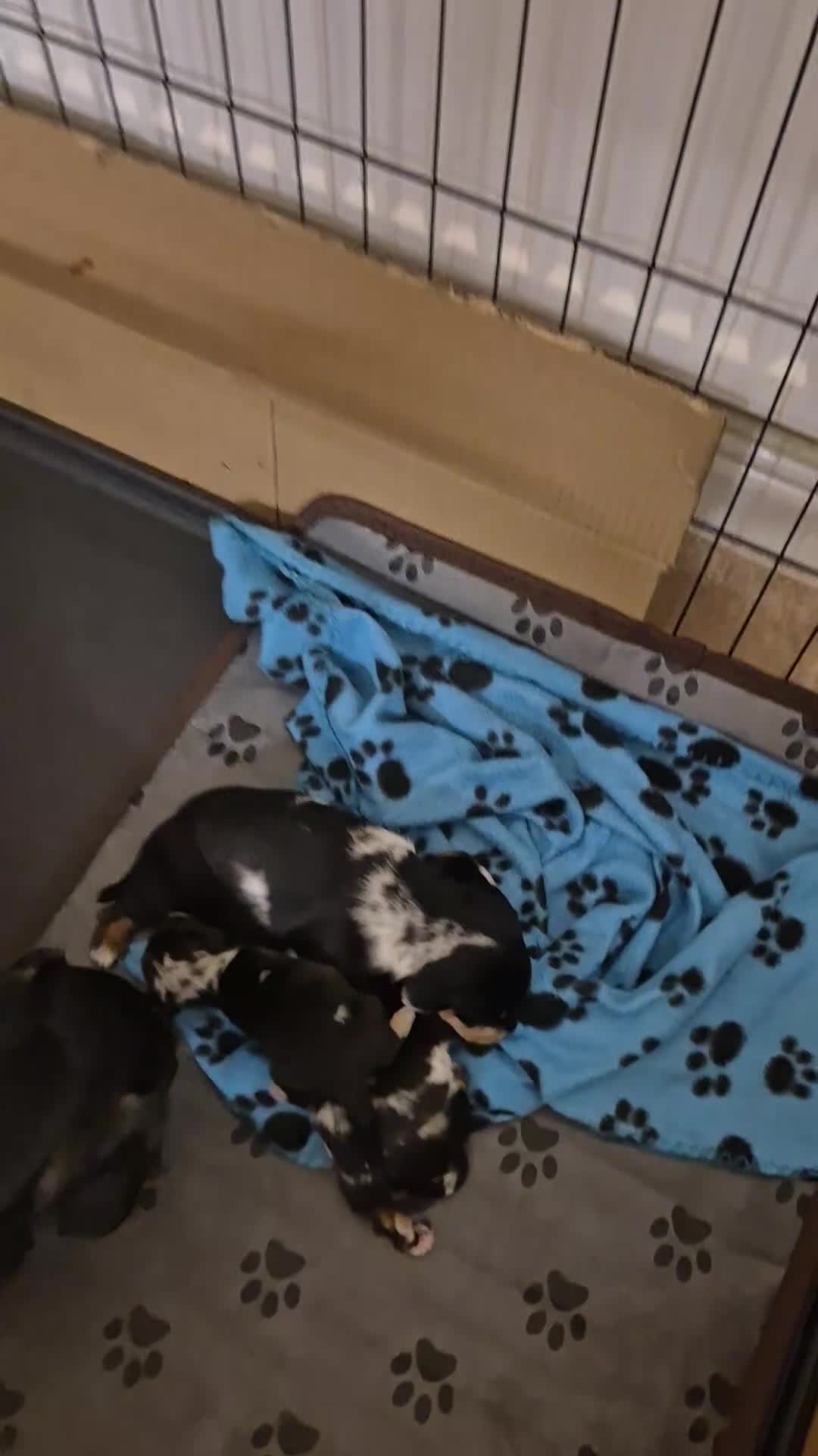 Miniature Dachshund dogs for sale: X3 lovely miniature dachshund pups - Video 1