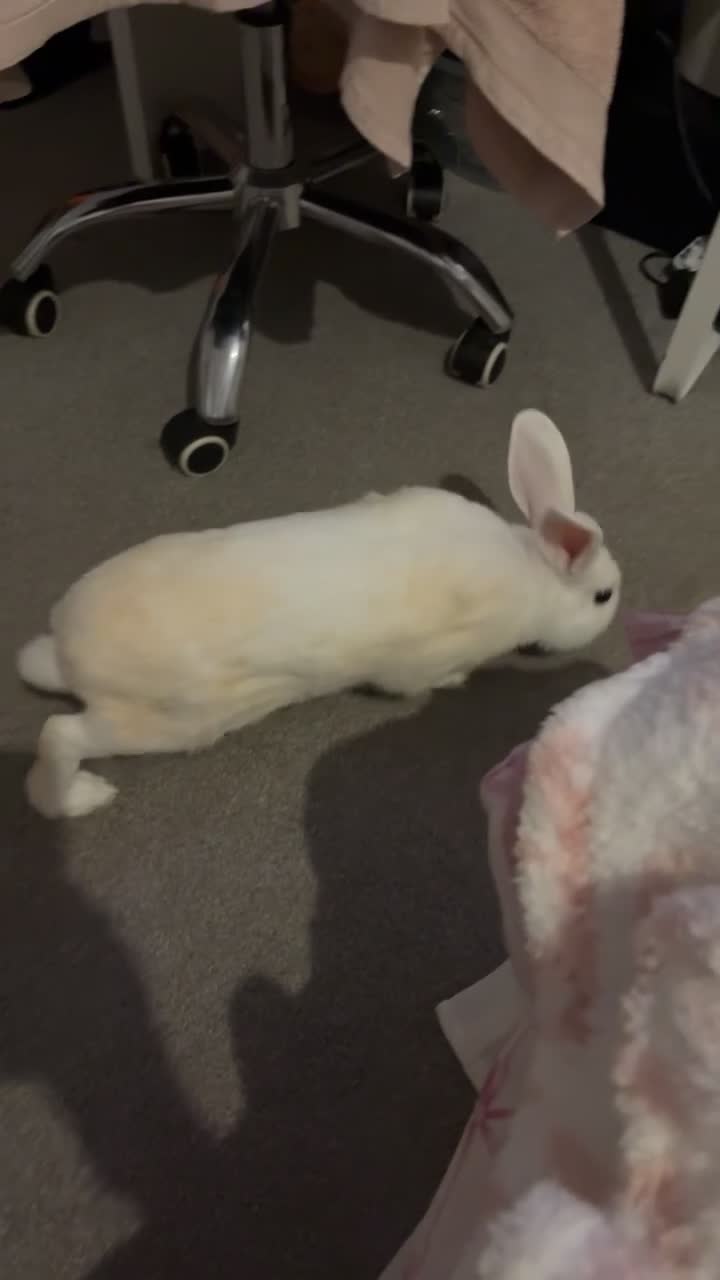 Mixed Breed rabbits for sale: Beautiful rabbit  - Video 2