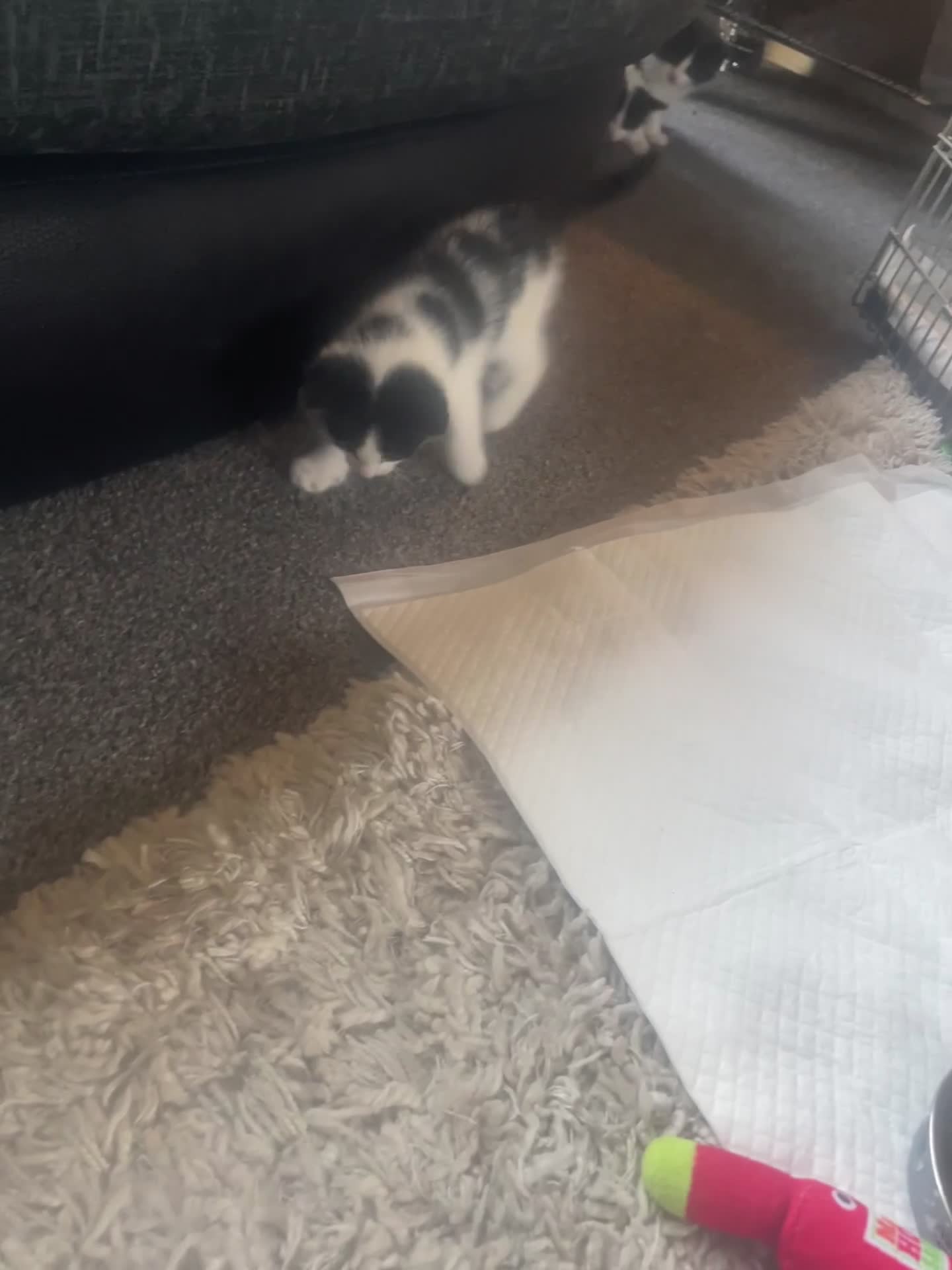 Mixed Breed cats for sale: Mixed Breed Ragdolls  - Video 1