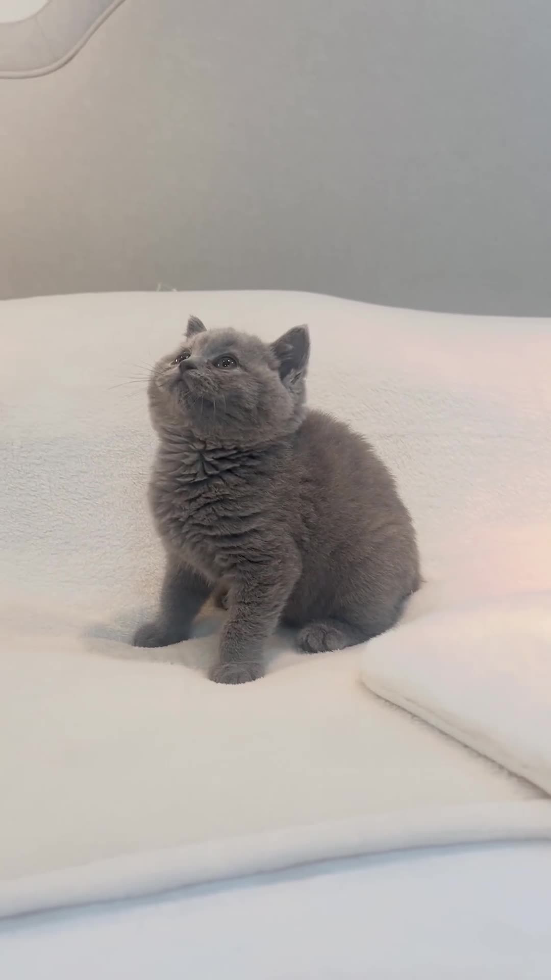 British Shorthair cats for sale: GCCF Registered British Shorthair Girl - Video 1