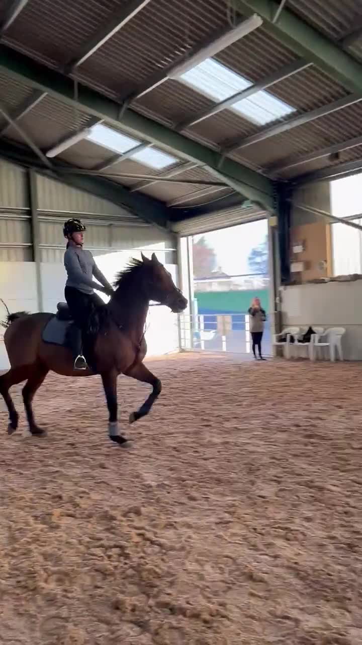 English Thoroughbred horses for sale: 16hh thoroughbred horse  - Video 1