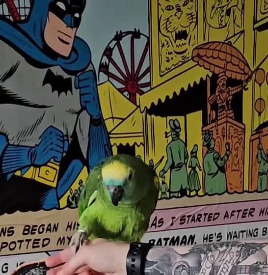 Parrots birds for sale: Talking hand tame blue fronted amazon - Video 1