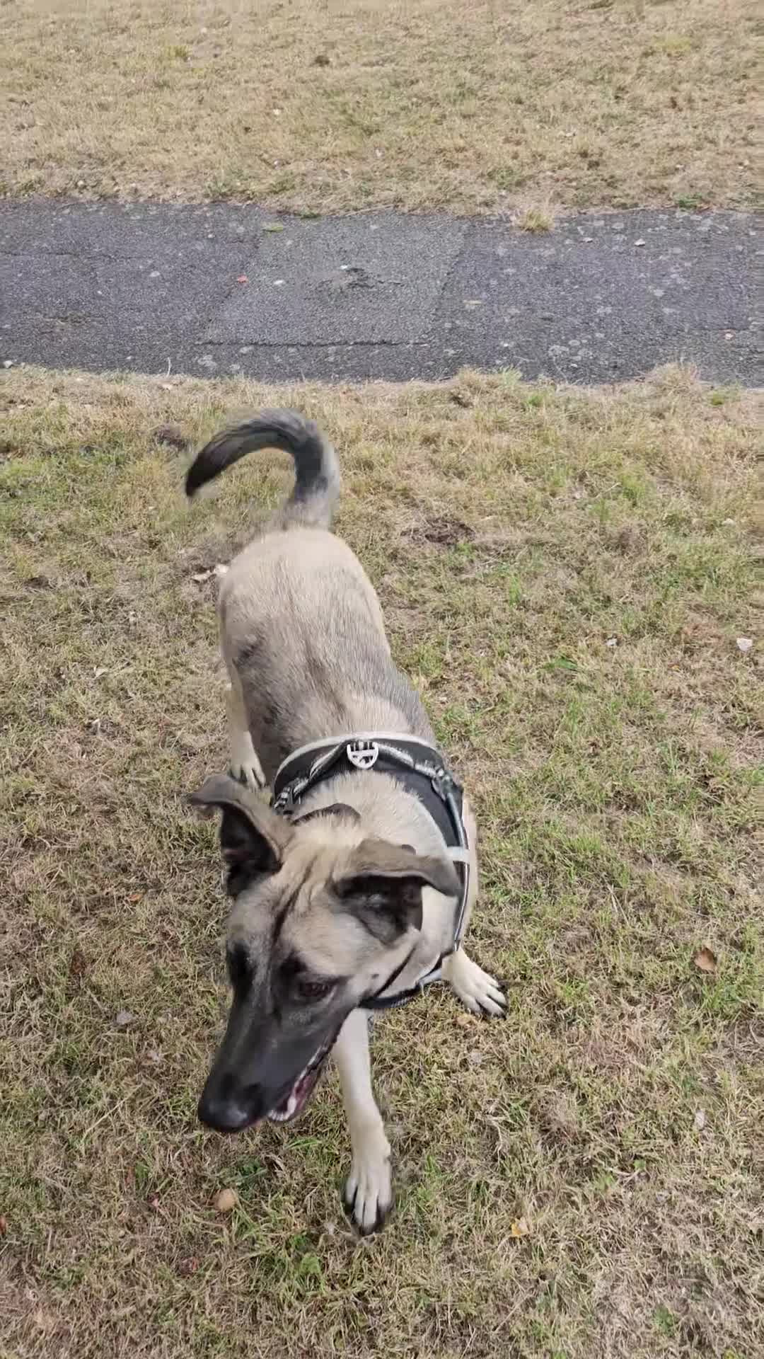 Mixed Breed dogs for sale: 1 year old for rehome - Video 1