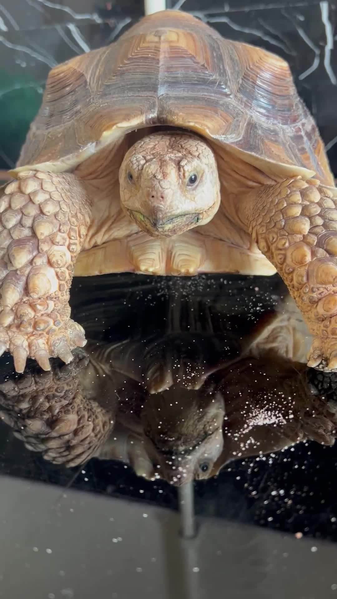 Tortoise reptiles for sale: 7-Year-Old Sulcata Tortoise with Full Set-Up  - Video 1