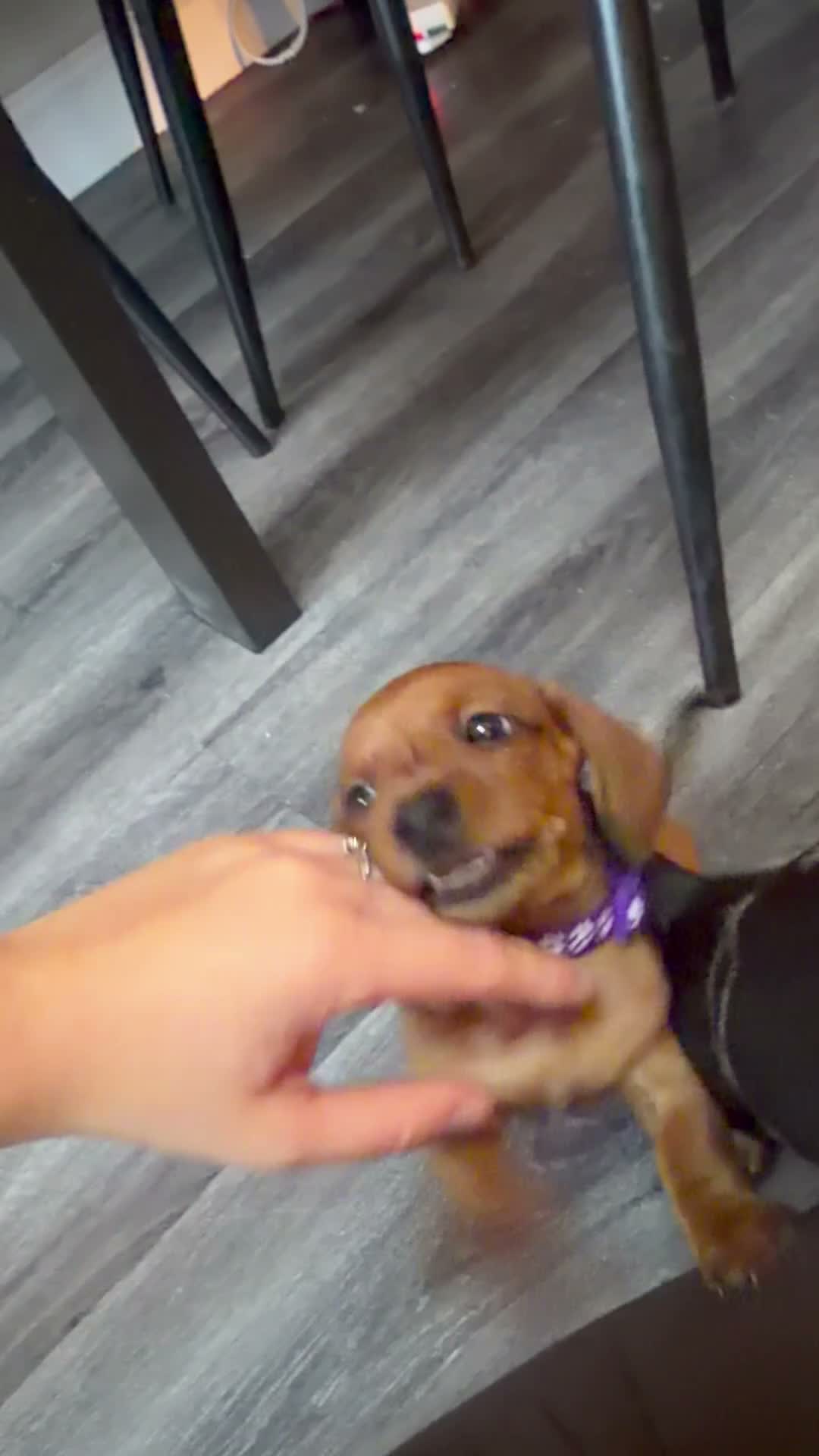 Dachshund dogs for sale: dachshund puppies For sale *1 BOY LEFT purplecol*  - Video 1