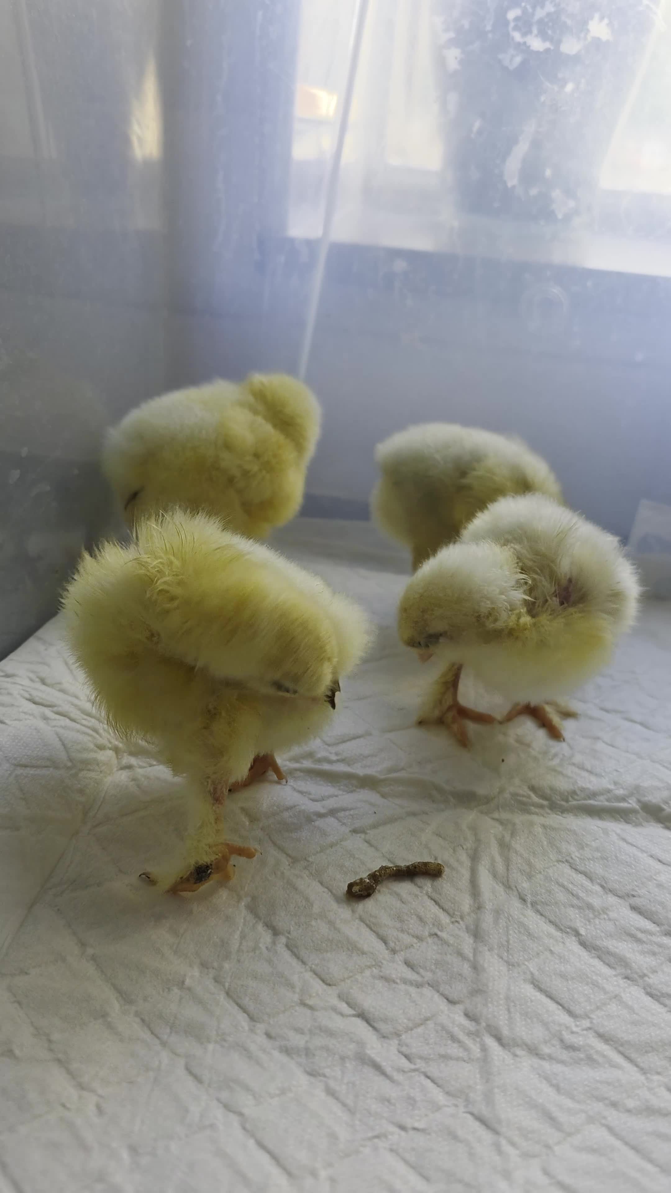 Chickens poultry for sale: 4 x week old LF white cochin chicks in Banbury - Video 1