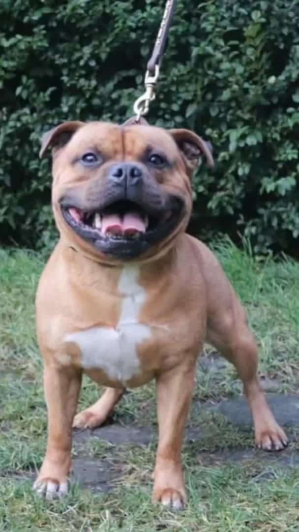 Staffordshire Bull Terrier dogs for stud: 🥨CHIEF CHAMPION SIRED.🥨 🏆 CHAMPION RED QUALITY. in Rochdale - Video 3