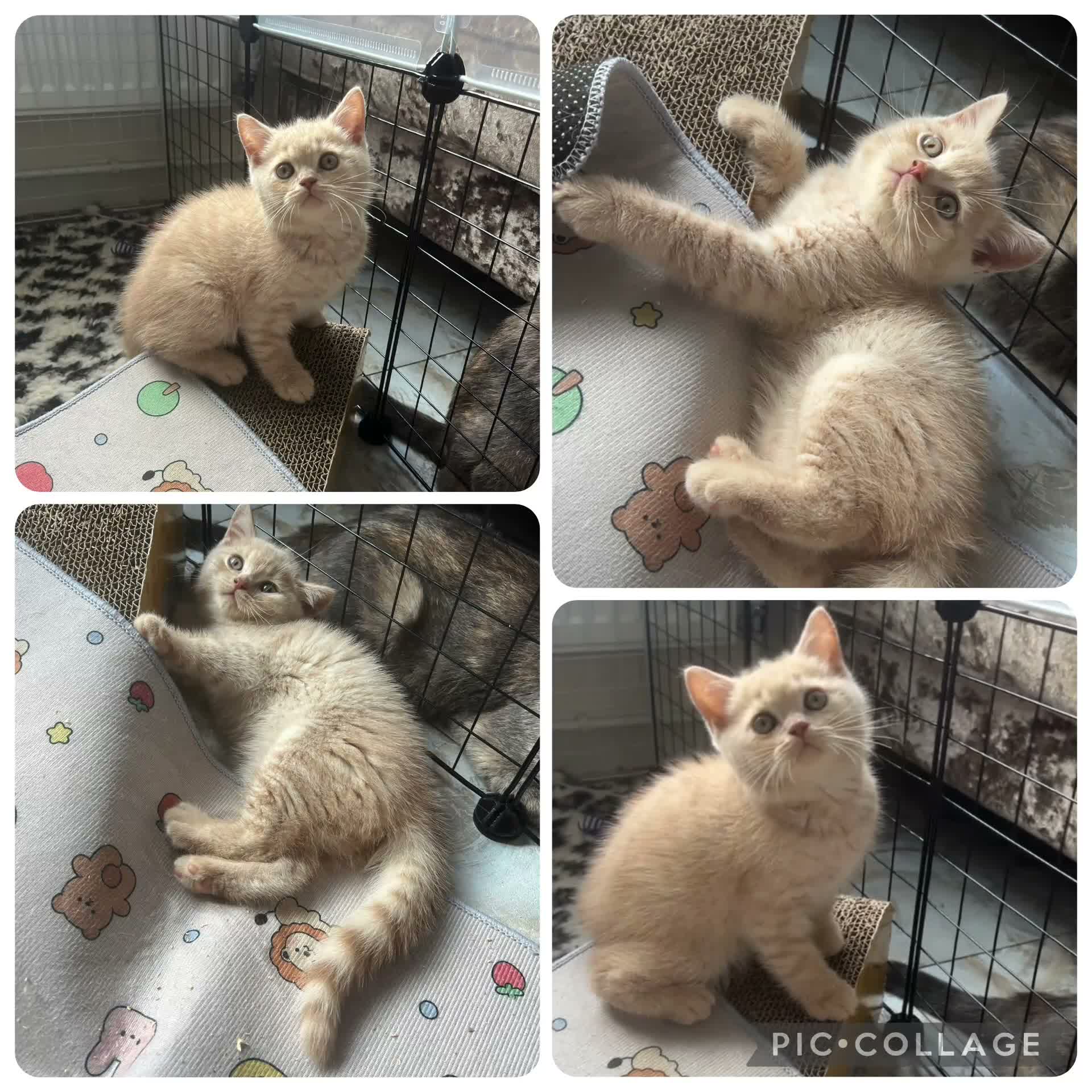British Shorthair cats for sale: Outstanding Gccf REG - 2 LEFT🏆  - Video 2