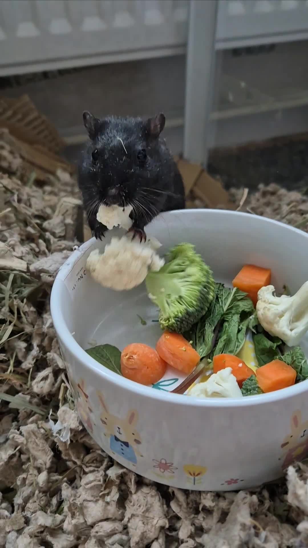 Gerbil rodents for sale: Male Gerbil/Gerbil(s) for sale - Video 5