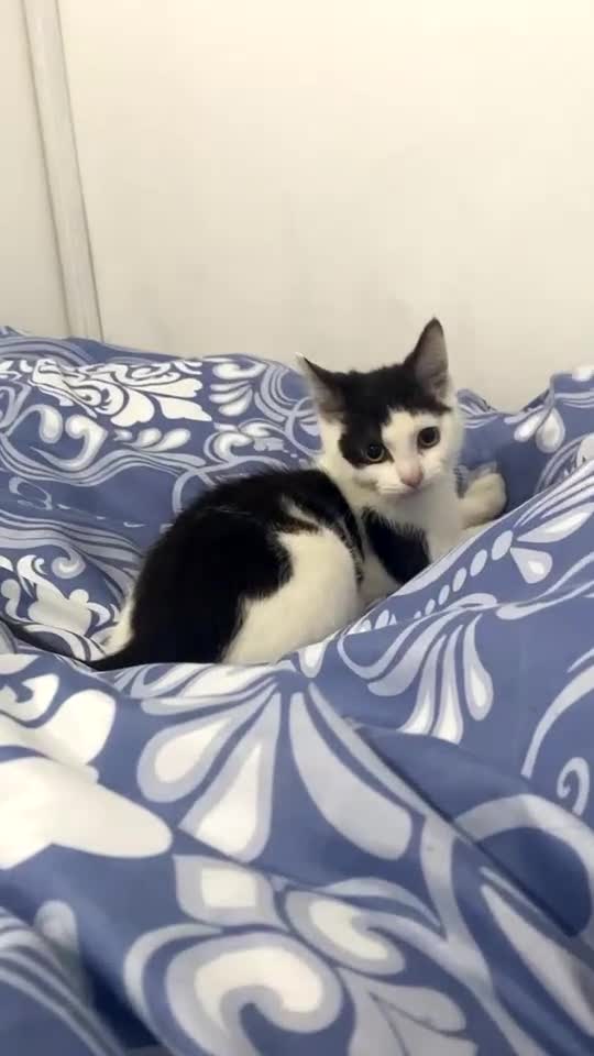 Mixed Breed cats for sale: Male Brown and white Cat - Video 4