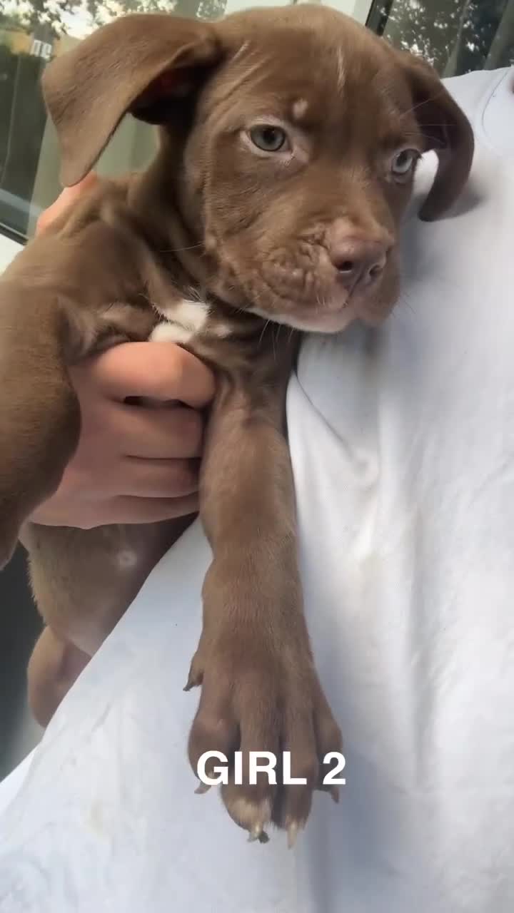 American Bulldog dogs for sale: American bulldog mastiff bloodline puppies  - Video 2