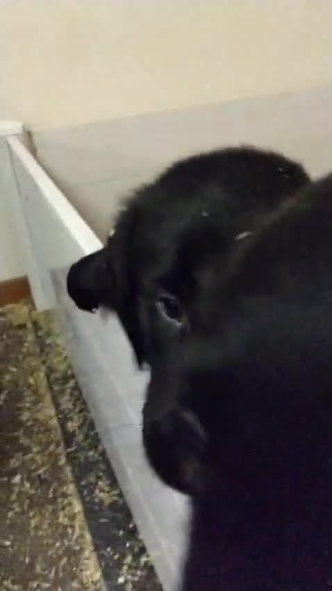 Flat coated Retriever dogs for sale: Flatcoated retriever puppies  - Video 1