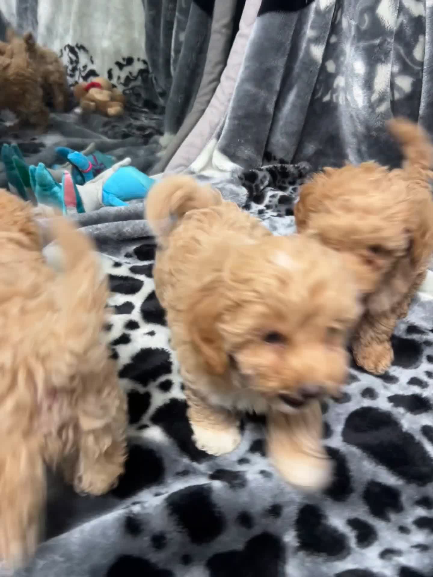 Maltipoo dogs for sale: 🥰Adorable F1 Maltipoo Puppy’s🥰 - Video 1