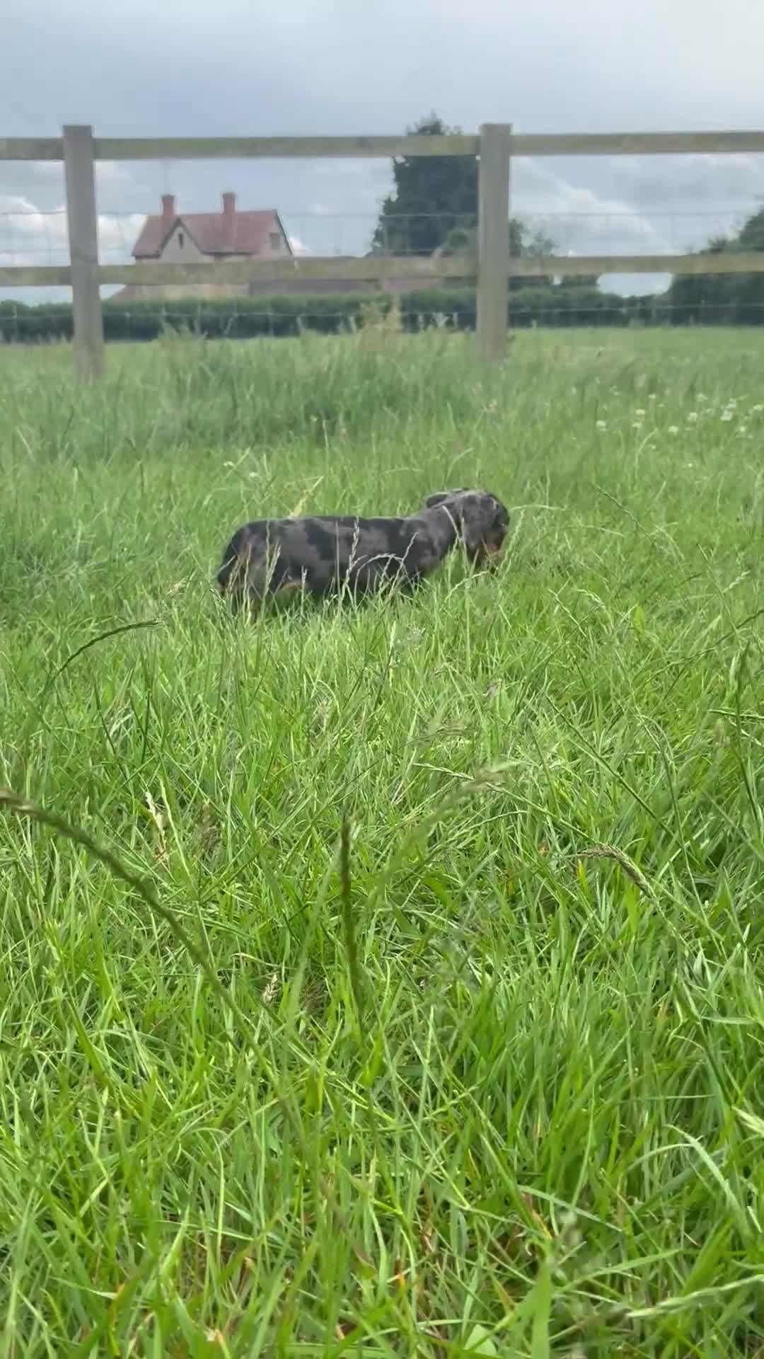 Miniature Dachshund dogs for sale: Gorgeous Dachshund Pups in Aylesbury - Video 1