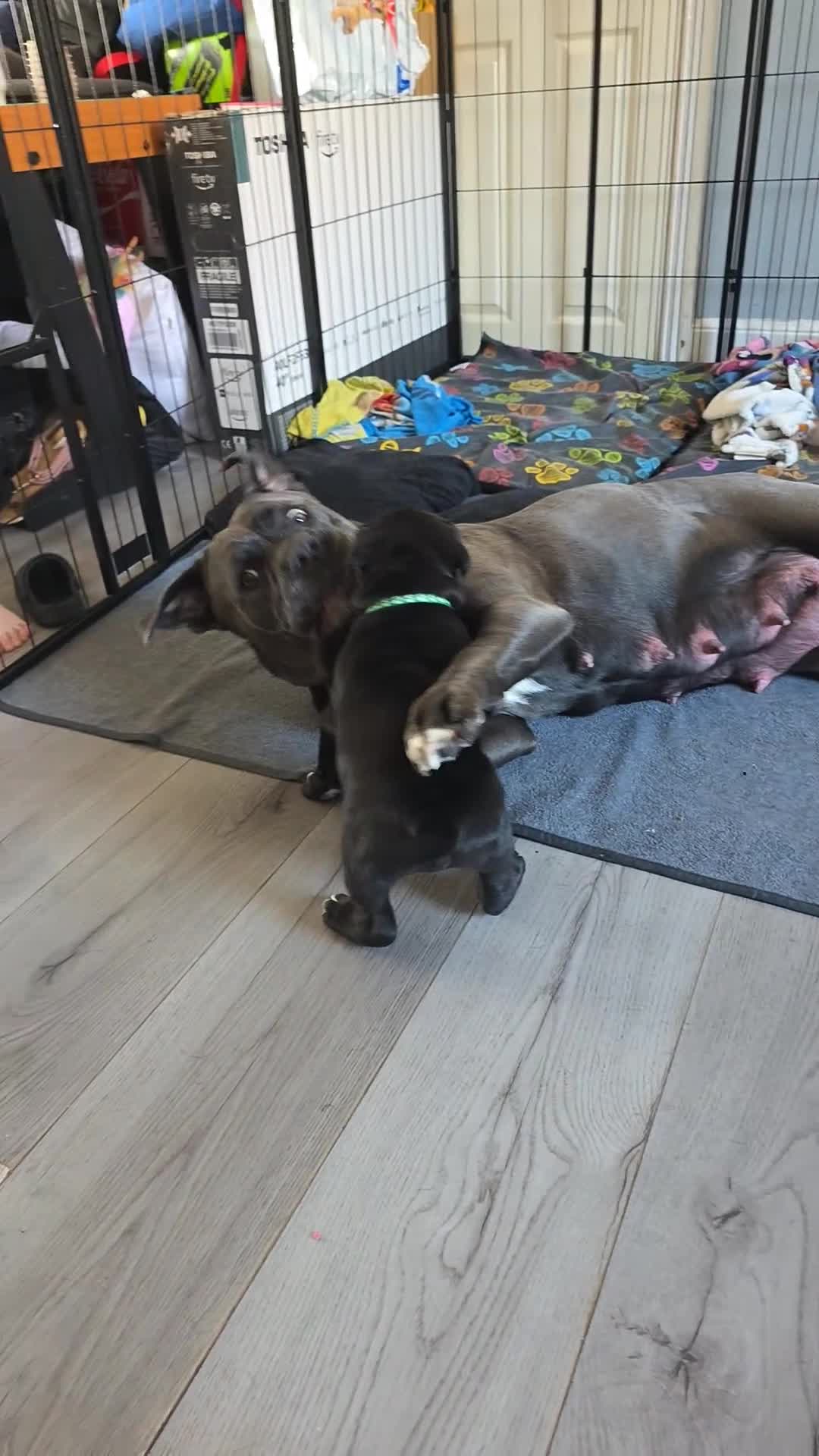 Cane Corso dogs for sale: 3 cane corso puppies sale in Darlington - Video 1